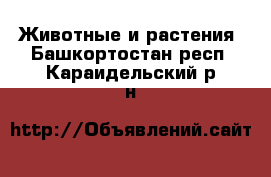  Животные и растения. Башкортостан респ.,Караидельский р-н